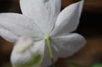 Rue anemone <BR>Windflower